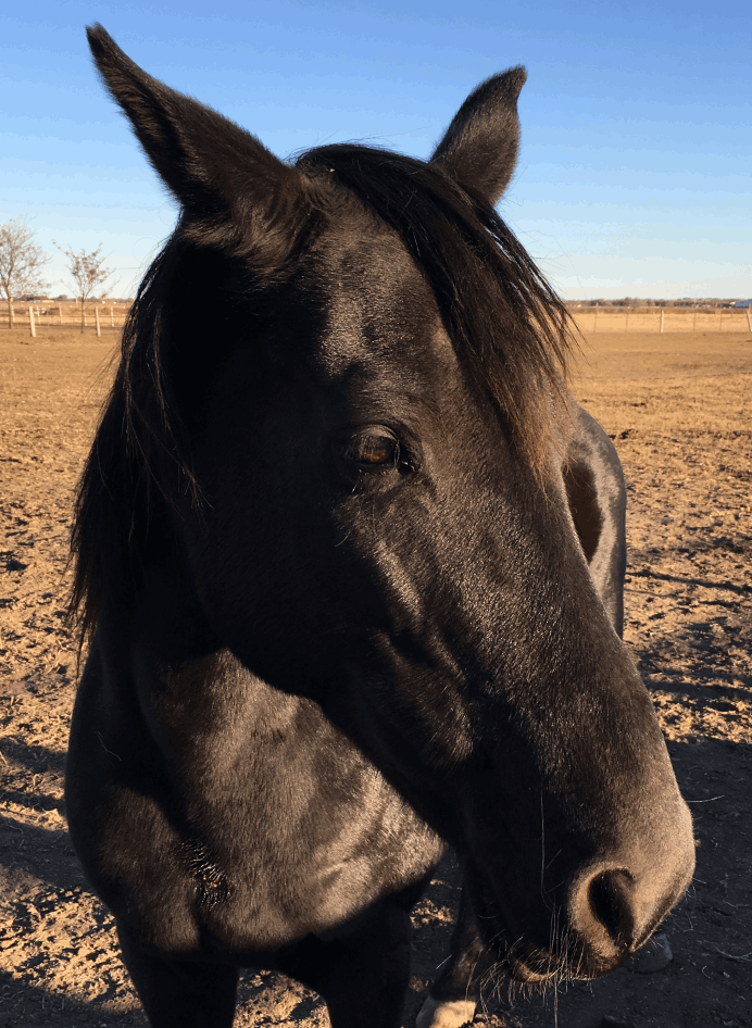 Mobirise